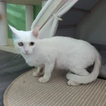 Snowball