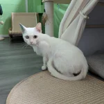 Snowball