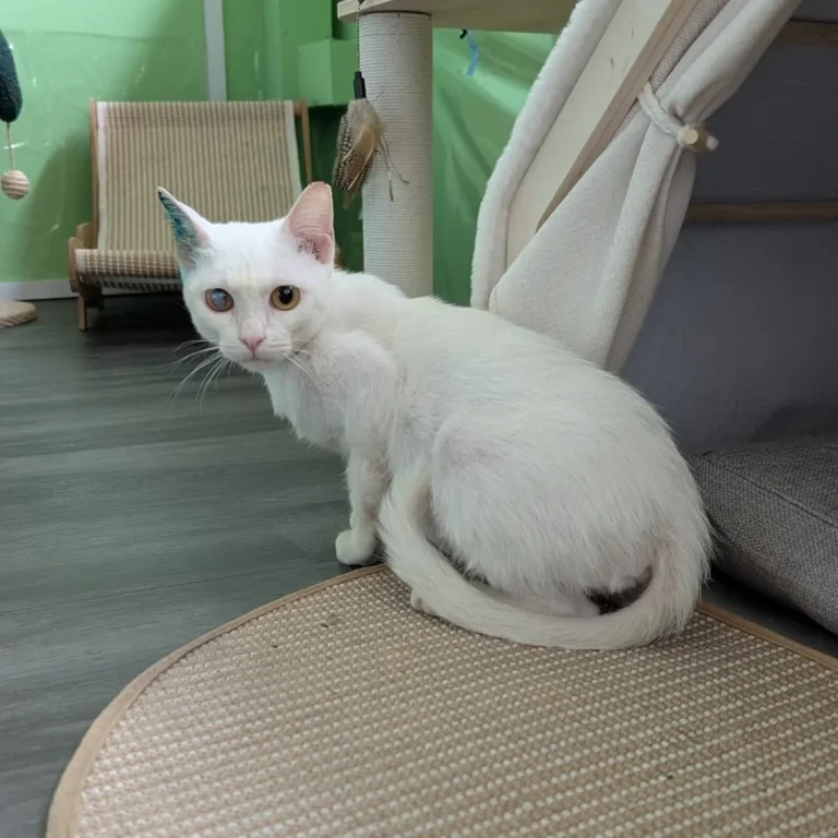 Snowball