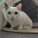 Snowball