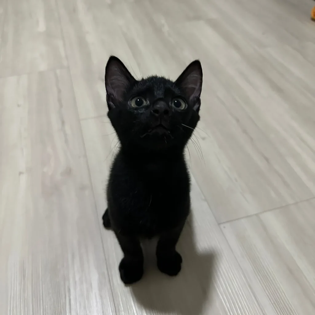 Ewok