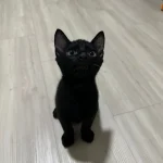 Ewok