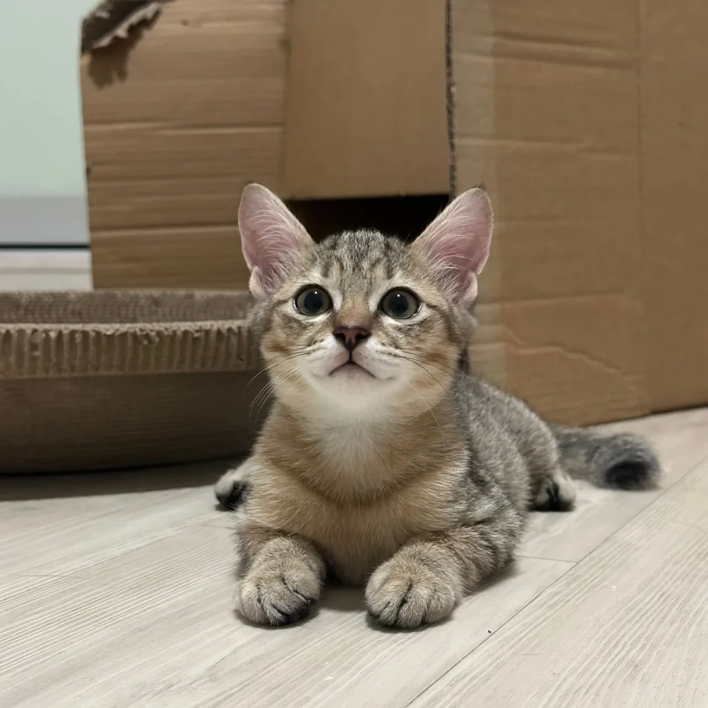 Sanaa