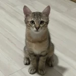 Sanaa