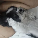 TanTan