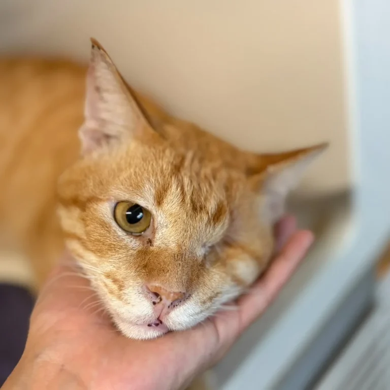 One Eyed Jack